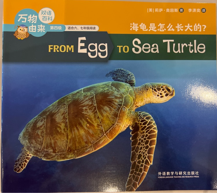 From egg to sea turtle