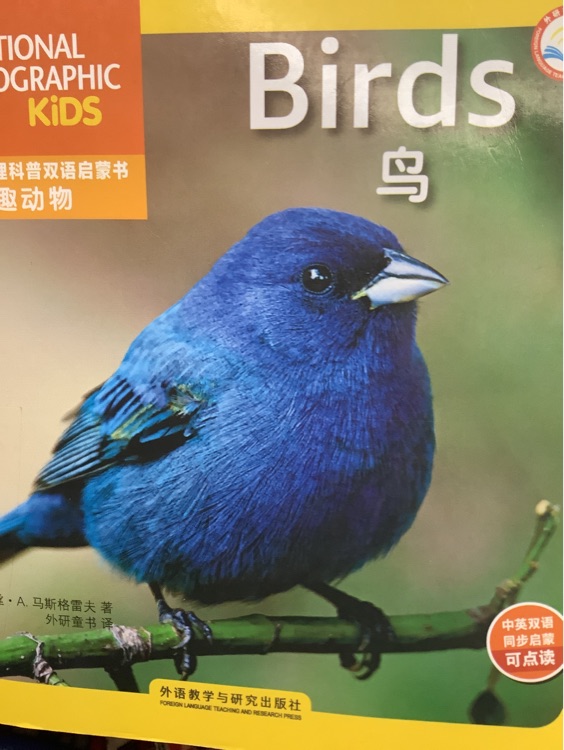 鳥