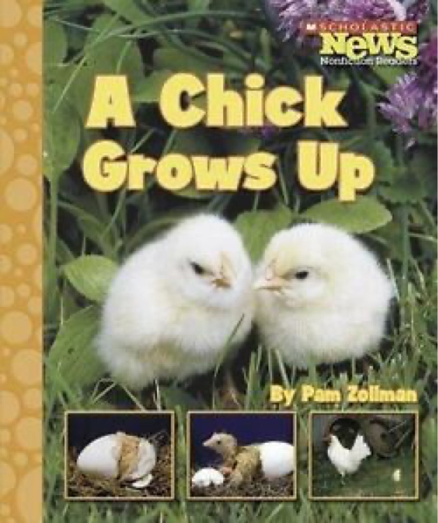 Scholastic News Nonfiction Readers: A Chick Grows Up