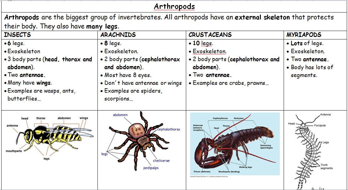 classification-of-bugs-forestrypedia