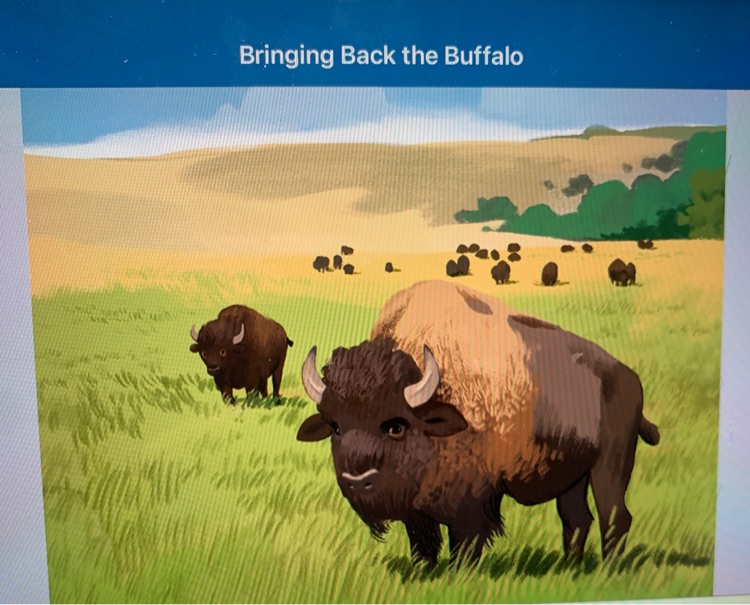 Bringing Back the Buffalo