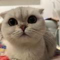 果果麻愛果果