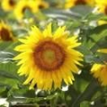 Dearsunbeam