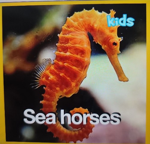 sea horses