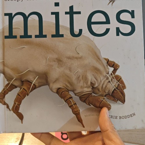 Mites Creepy Creatures