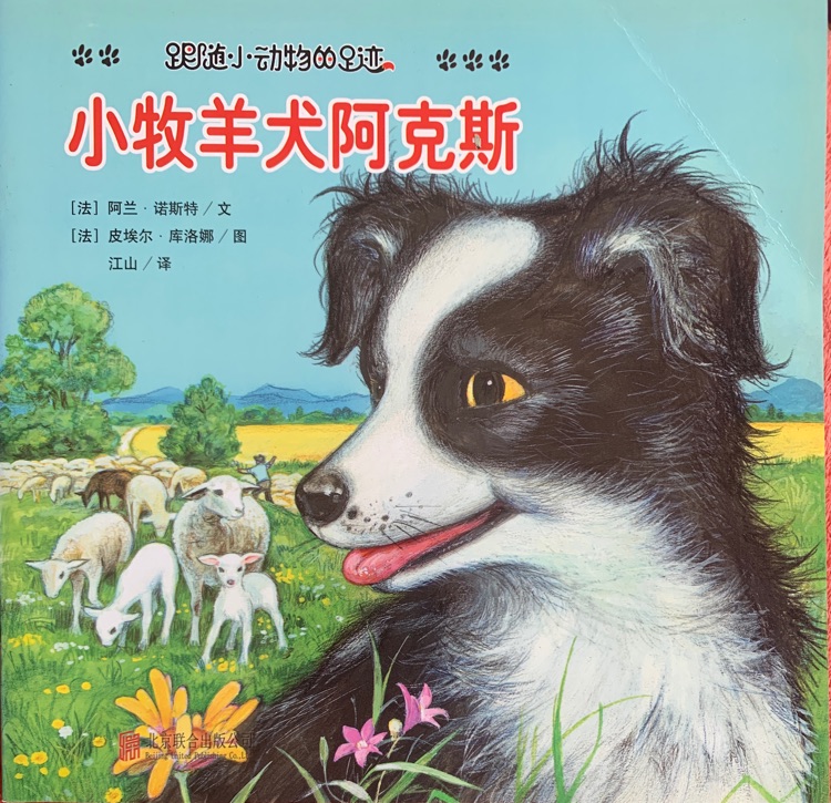 小牧羊犬阿克斯