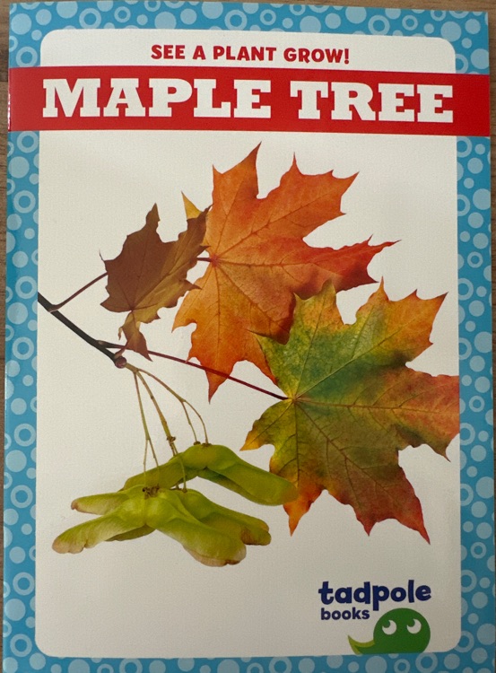 Maple tree