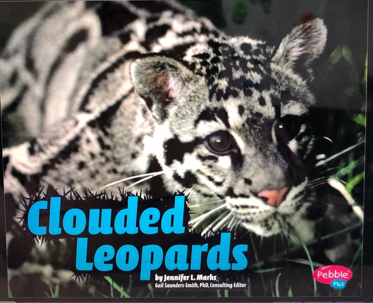 clouded leopards