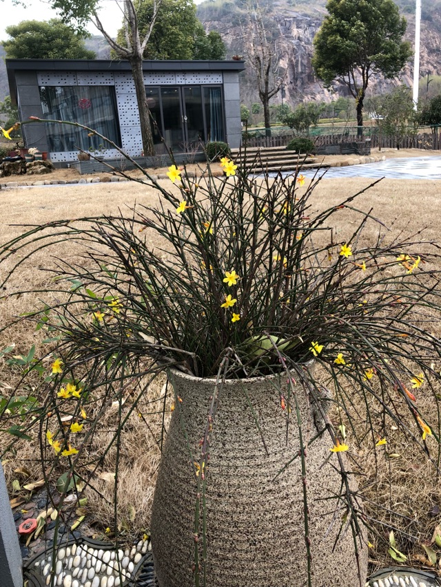 我家有個小花園