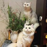 Cindy愛貓的苗苗