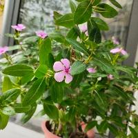 家有開心豆1118