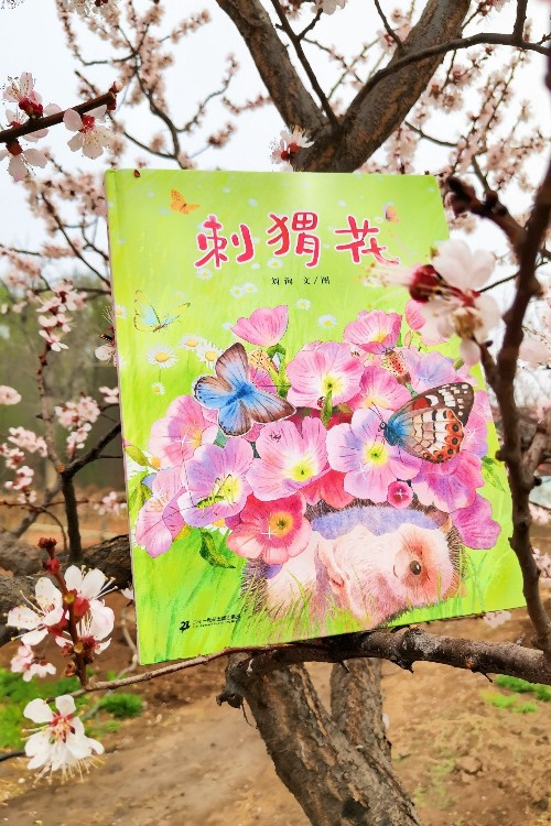 刺猬花