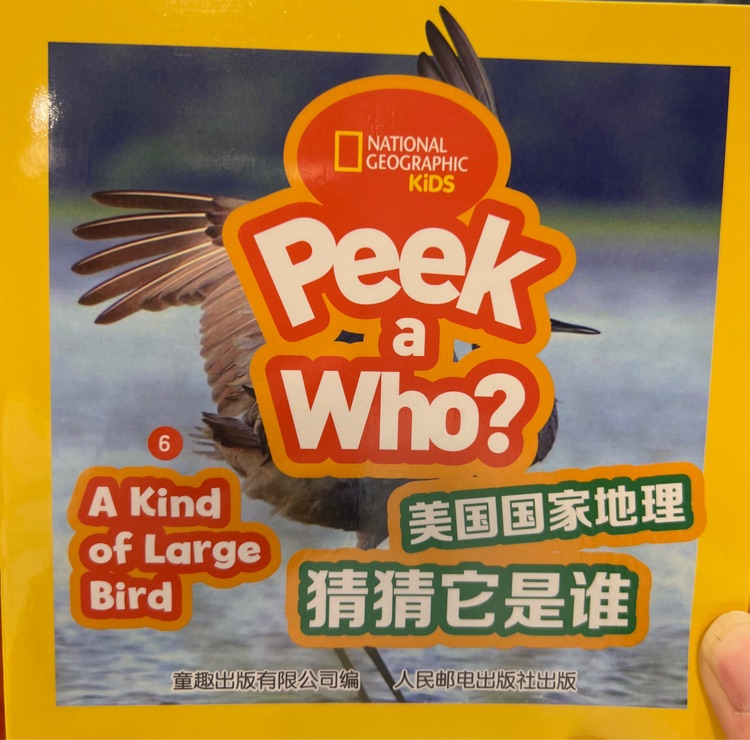 peek a who? 6-A Kind of Large Bird