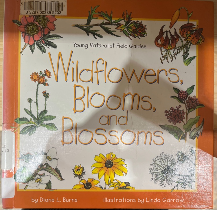 Wildflowers, blooms and blossoms