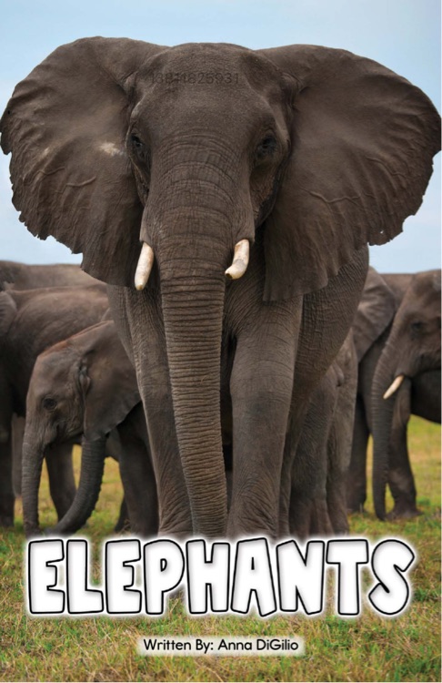 Elephants