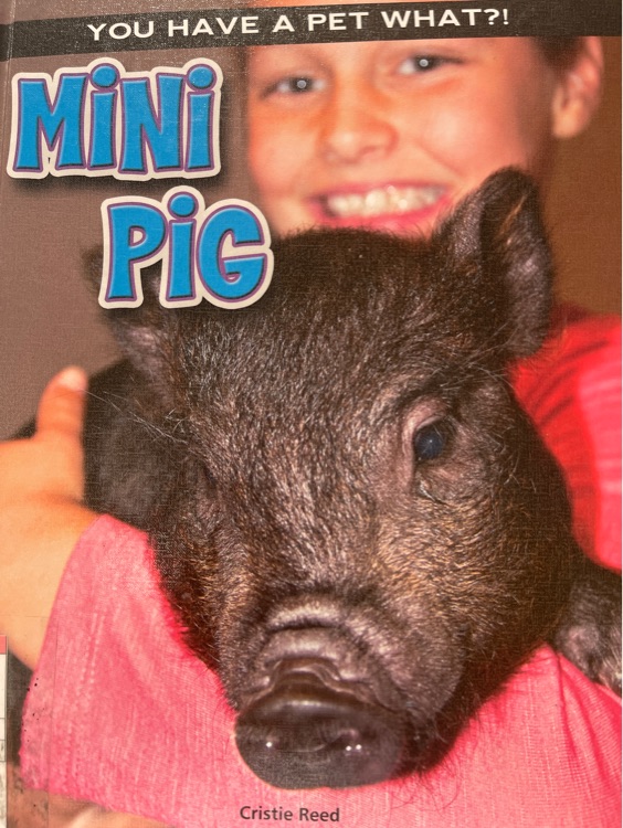 mini pig