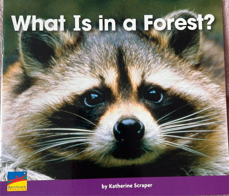 what is in a forest?