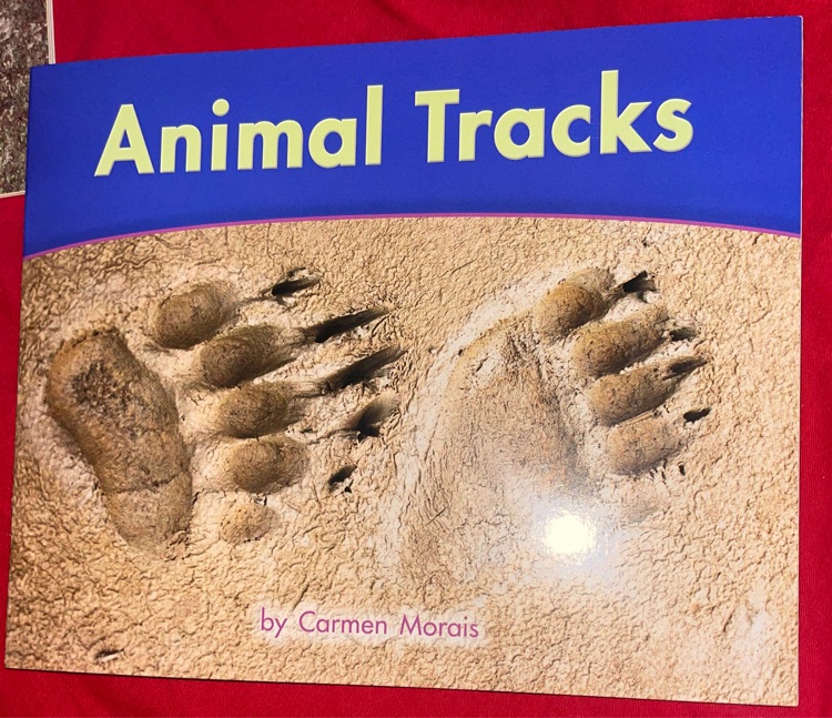 Animal Tracks