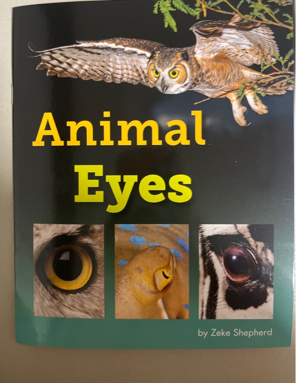 Animal Eyes