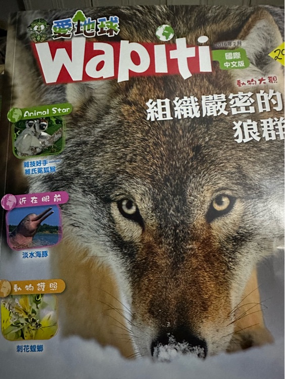 Wapiti 組織嚴(yán)密的狼群