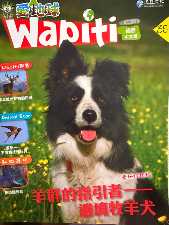 Wapiti羊群的指引者-邊境牧羊犬