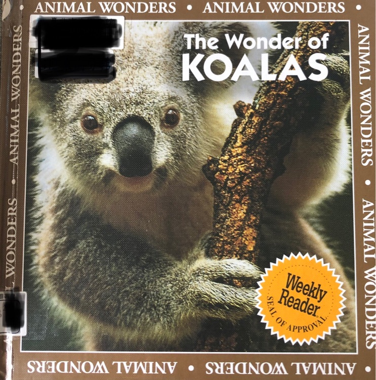 The wonder of koalas