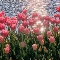 梧悠