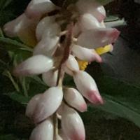 未來已來1