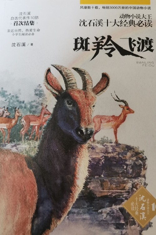 沈石溪畫本(新版)·斑羚飛渡 動(dòng)物小說(shuō)大王沈石溪經(jīng)典作品 [8-12歲]