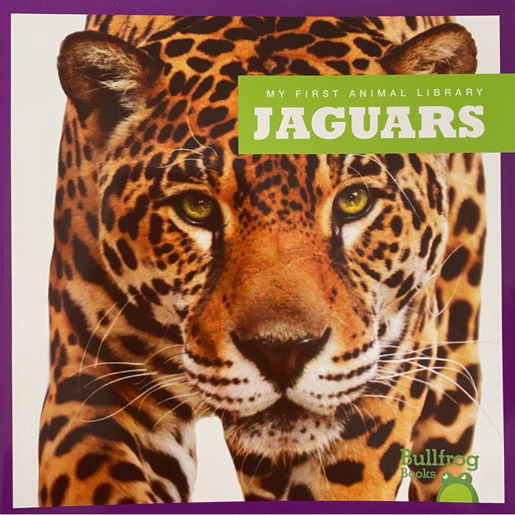 Jaguars (Bullfrog books: my first animal library)