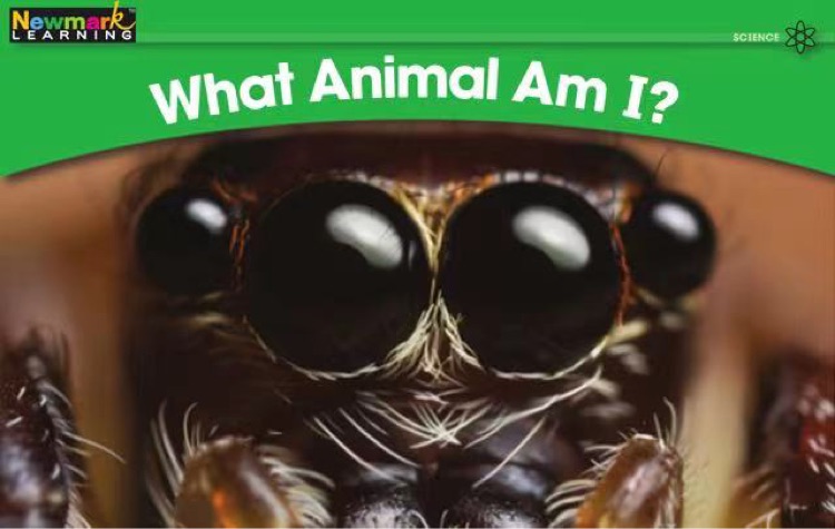 What Animal Am I?