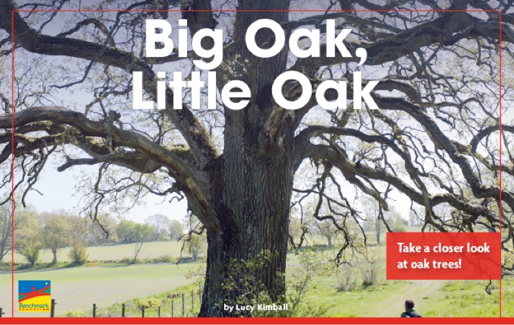 Big Oak Little Oak