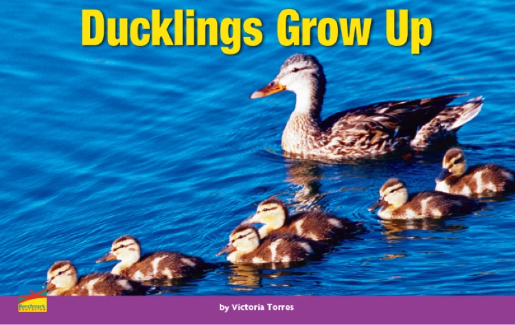 Ducklings Grow Up