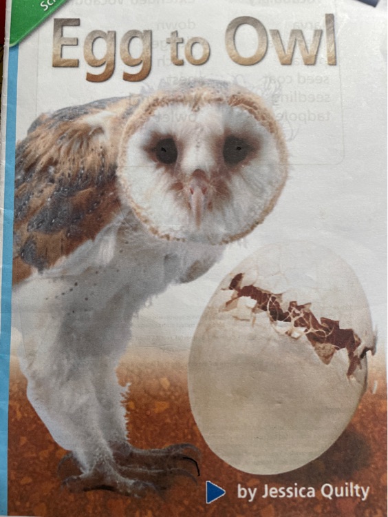 Egg to owl