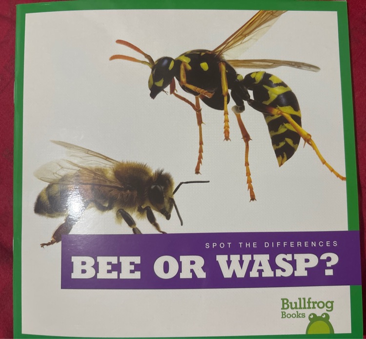 Bee or wasp