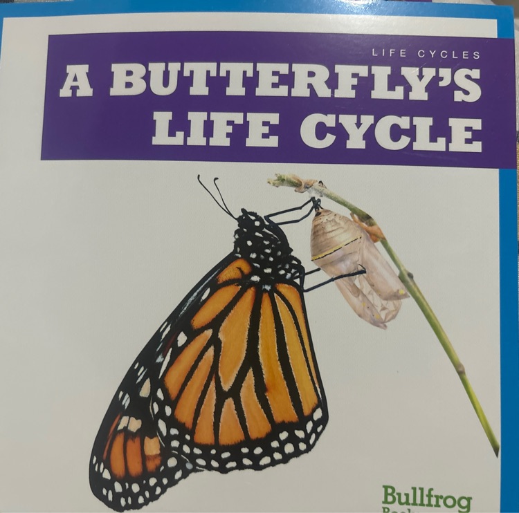 a butterfly's life cycle