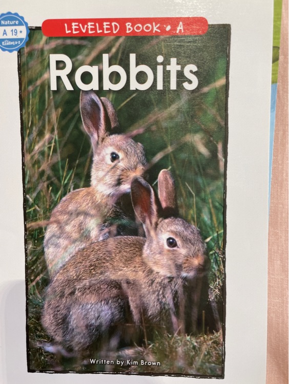 rabbits