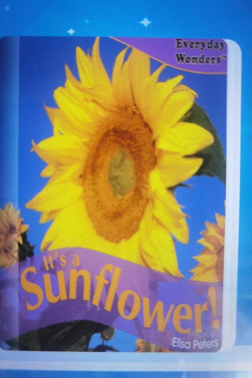 It's a sunflower