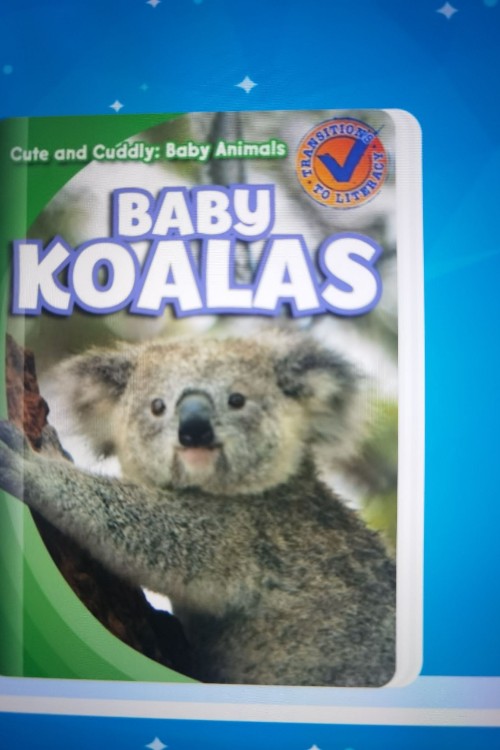 Baby koalas