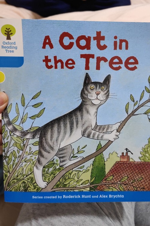 A cat in the  tree