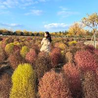 愛吃橙