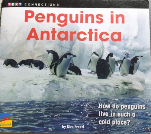 Penguins in Antarctica