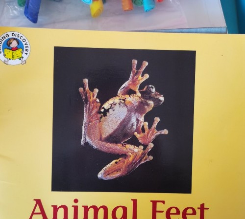 Animal feet