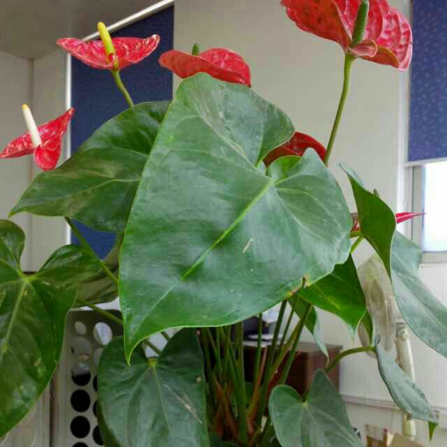 小熊853