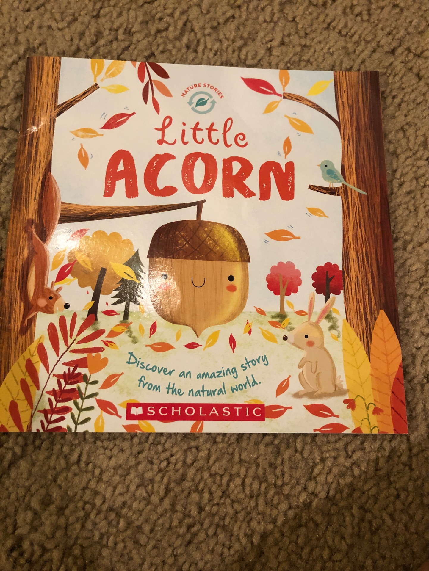 Little Acorn