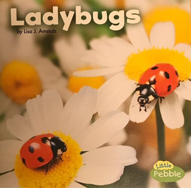 Ladybugs