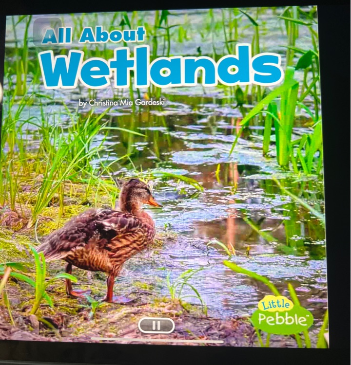 All about wetlands