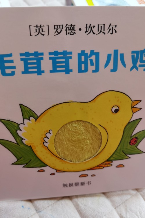 毛茸茸的小雞