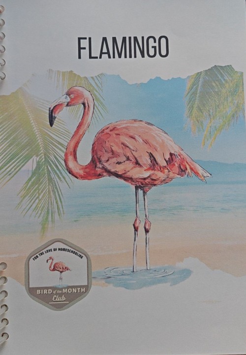 Flamingo