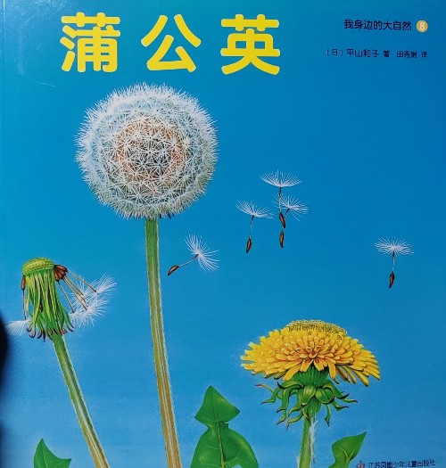 蒲公英